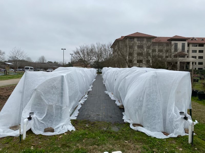 AgCenter experts offer tips to protect home, landscape during cold snap